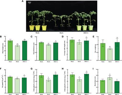 SlMYC2 interacted with the SlTOR promoter and mediated JA signaling to regulate growth and fruit quality in tomato